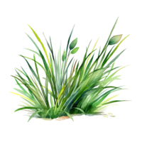 Watercolor green grass. Illustration png