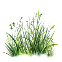 Watercolor green grass. Illustration png