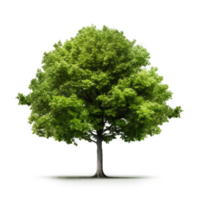 vert arbre isolé. illustration ai génératif png