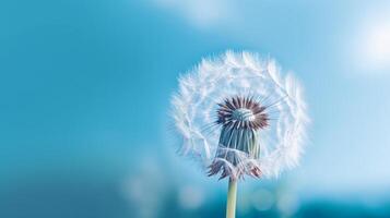 Dandelion on blue background. Illustration photo