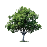 verde albero isolato. illustrazione ai generativo png