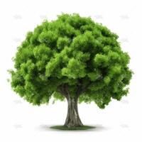 Green tree isolated. Illustration AI Generative photo