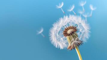 Dandelion on blue background. Illustration photo