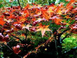 Closeup and crop red maple photo