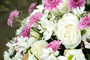 hermosa Violeta flores y blanco rosas en público jardín antecedentes y fondo de pantalla. foto