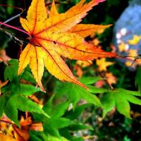 Closeup and crop Japanese maples leaf on blurred nature background photo