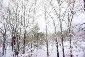 de cerca y cosecha de nieve bosque con borroso brumoso antecedentes y fondo de pantalla. foto