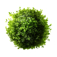 Green bush isolated. Illustration png