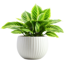 Green domestic plant in flowerpot. Illustration png