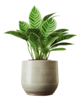 Green domestic plant in flowerpot. Illustration png