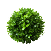 Green bush isolated. Illustration png