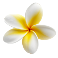 Plumeria flower isolated. Illustration png