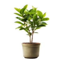 Green domestic plant in flowerpot. Illustration png