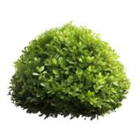 Green bush isolated. Illustration png