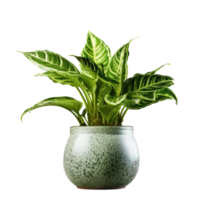 Green domestic plant in flowerpot. Illustration png