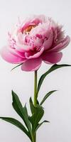 Vertical peony banner with a single vibrant pink bloom on a white background. AI-generated image photo