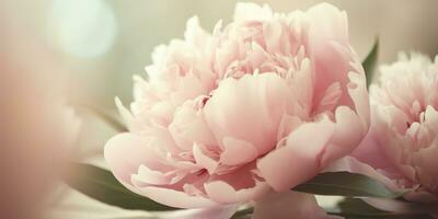 Dreamy peony banner with soft pink and white blooms in a circular pattern, AI-generated image photo