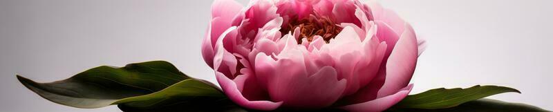 A minimalist peony banner with a white background and single peony bloom in the center of the frame. AI-generated image photo