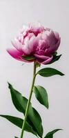 Vertical peony banner with a single vibrant pink bloom on a white background. AI-generated image photo