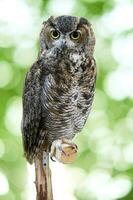 Eurasian eagle owl or Bubo bubo, a species of eagle owl  isolated on green bogeh background. photo