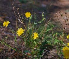 hieracium ombligo, cerca arriba foto