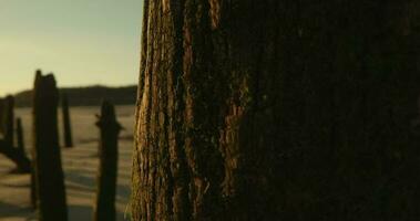 Driftwoods Standing On The Sand At The Beach In Vieira, Portugal - slow panning left shot video