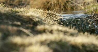 Clear Waters From Snowing Gently Flowing On Dry Grassy Ground In Serra Da Estrela, Portugal - Closeup Pan Right Shot video