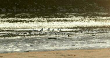flock av bebis seagulls matning på de grund vatten i vieira strand, portugal.- bred skott video