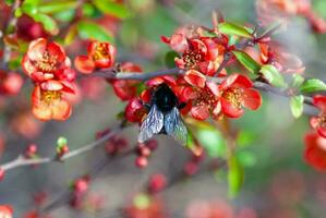 Bumblebee pollinates blooming quince shrub Chaenomeles speciosa, Chaenomeles japonica photo
