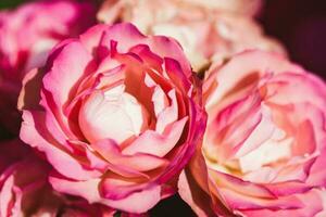 Close up of delicate tender pink-yellow roses photo