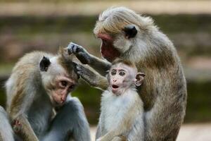 Toque macaque monkeys, Macaca sinica, Sri Lanka photo