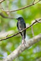 oriental urraca-robin, copsychus saularis pájaro foto