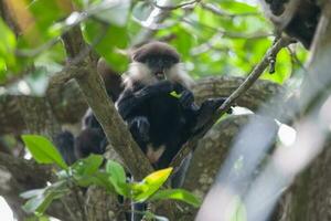 Purple-faced langur leaf monkey photo