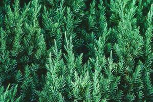 Juniper plant as coniferous botanical textured background photo