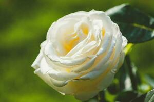 Rosa Chopin Frederyk Chopin - light cream to pale yellow hybrid tea rose cultivar by Zyla photo