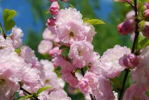 Chinese almond tree Prunus triloba in spring. Branch of blooming double-flowering almond tree closeup photo
