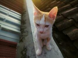 poor skinny cat face portrait, dirty, hungry homeless begging to be adopted. photo