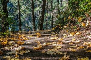 Autumn leaves on the trail at Witty's Lagoon Regional Park, British Columbia photo