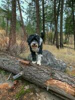 portugués agua perro en pie en un Iniciar sesión a skaha bluff provincial parque en olivo, antes de Cristo foto