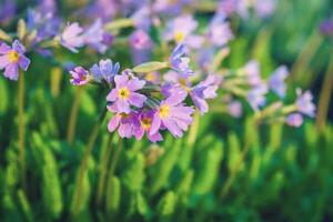 Bird-eye primrose purple flowers in spring - Primula farinosa photo