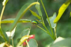 A green bug with a green head sits on a leaf. photo