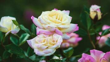 jardín rosas en floración de cerca. amarillo-rosa música caja rosa raza por silbido Lim, 2012 foto