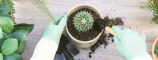 jardinero, parte superior ver mano de mujer replantar, plantando cactus, cactus en cerámico maceta, lata suciedad o suelo en de madera mesa, tomar cuidado en jardineria.hobby de planta, jardinería o plantas de interior de persona de libre dedicación interior. foto