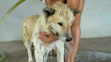 asiático mujer manos son utilizando manguera agua a limpiar blanco perro con espumoso champú en cemento piso en frente de país casa.perros como mascotas y amigos, animal amor concepto, tailandés bangkaew perro raza video