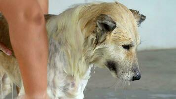 Asian woman's hands are using hose water to clean white dog with foaming shampoo on cement floor in front of country house.Dogs as Pets and Friends, Animal Love Concept,Thai Bangkaew dog breed video