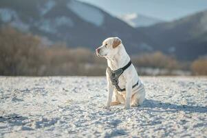 Labrador portrait photos in Liptov, photoshoot with dog, Slovakia 04.04.2023