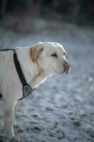 Labrador portrait photos in Liptov, photoshoot with dog, Slovakia 04.04.2023