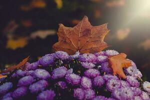 autumn purple chrysanthemums in a warm afternoon elephant with a maple leaf photo