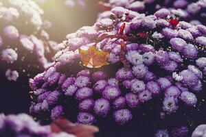 autumn purple chrysanthemums in a warm afternoon elephant with a maple leaf photo