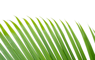 frisch Grün Blatt von Palme Blatt Baum, plam Blatt, Kokosnuss Blatt, isoliert auf transparent Hintergrund. png Datei